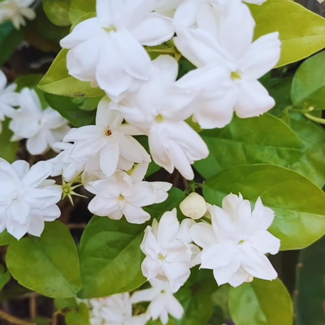 Amazon.com : 3 Blooming Jasmine Plants, Maid of Orleans Sambac